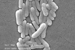 Image of Salmonella