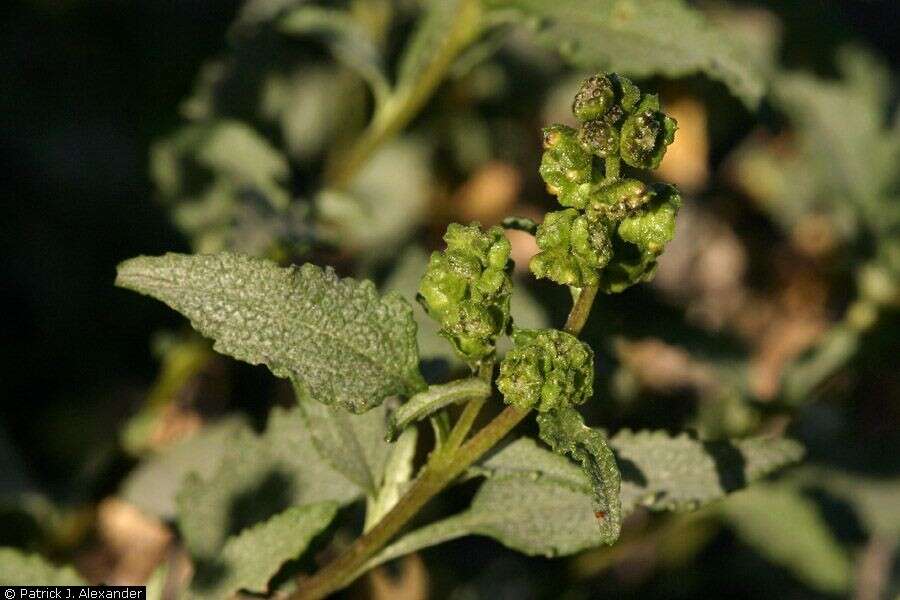 Image of triangle bur ragweed