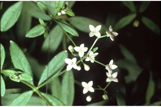 Image of Wild madder