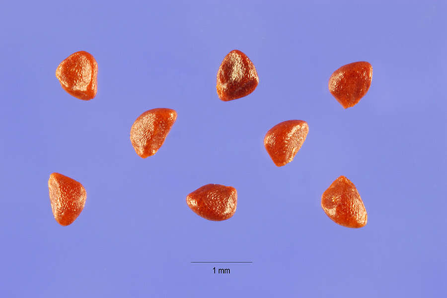 Image of eastern teaberry