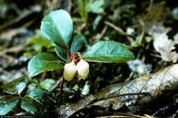 Image of eastern teaberry