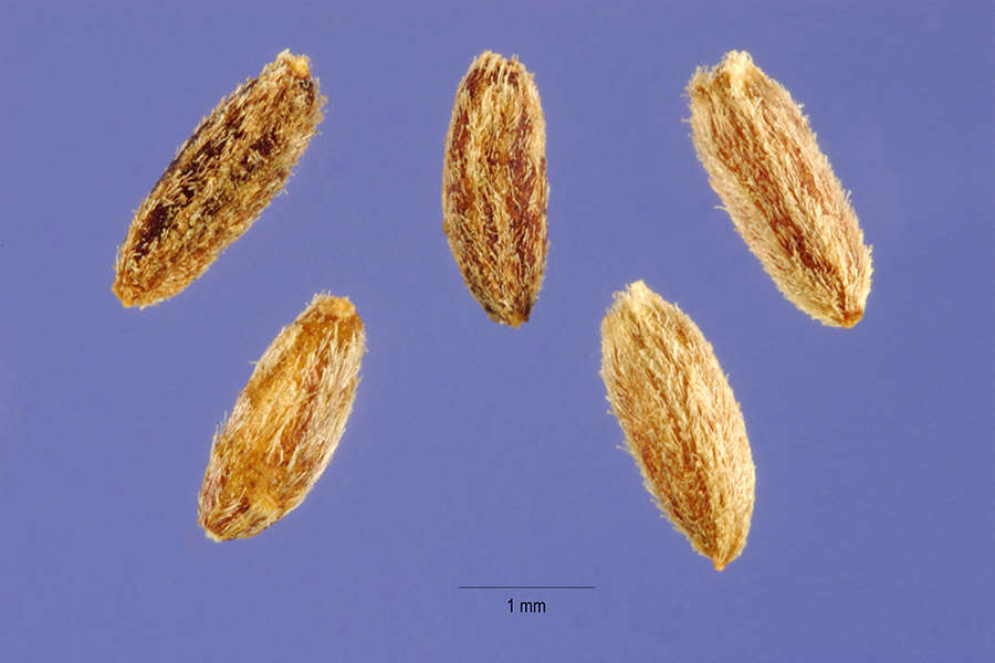 Image de Amphiachyris dracunculoides (DC.) Nutt.