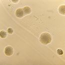 Image of Actinomyces viscosus