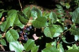 Image of salal