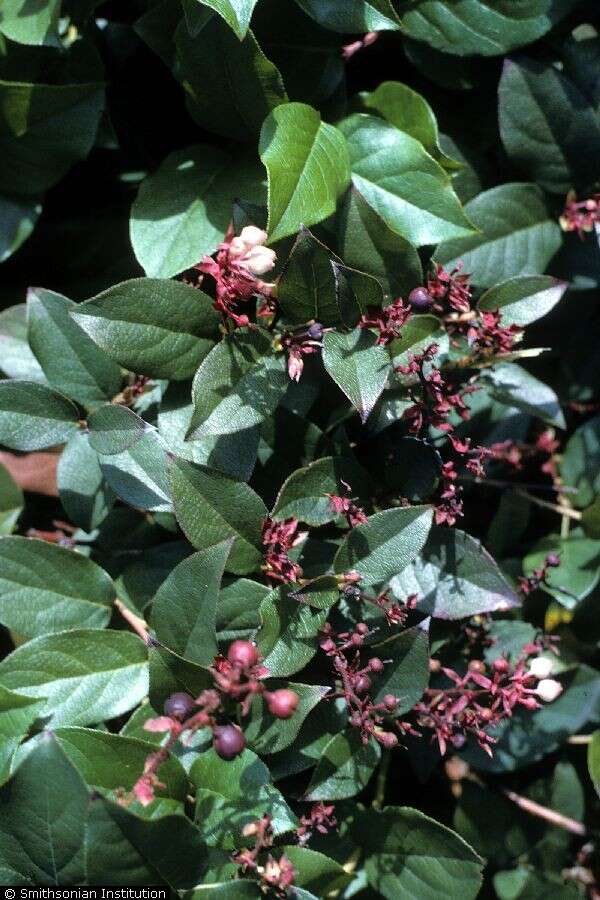 Image of salal