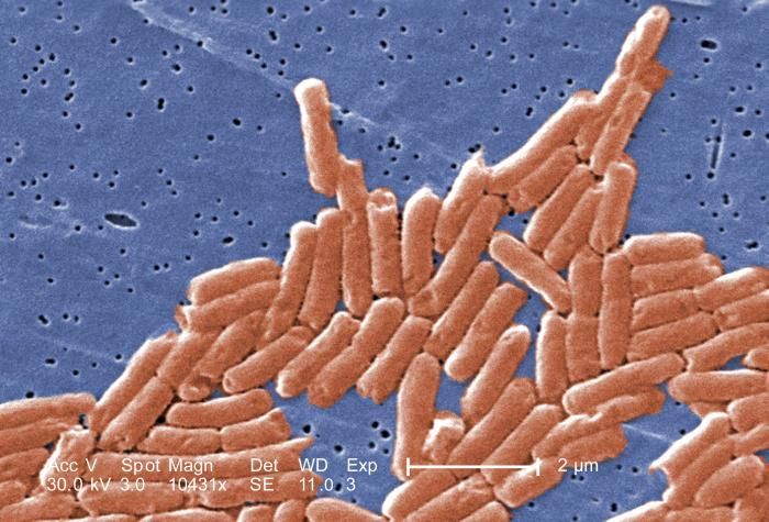 Image of Salmonella