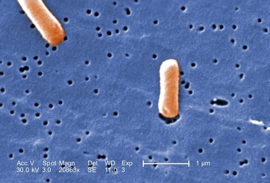 Image of Salmonella