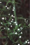 Galium tinctorium L. resmi