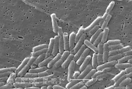 Image of Salmonella