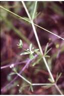 Image of three-petal bedstraw