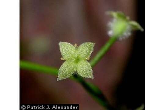 Image of fragrant bedstraw