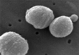 Imagem de Streptococcus pneumoniae