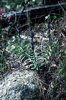 Image of Northern Gentian