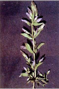 Image of autumn dwarf gentian