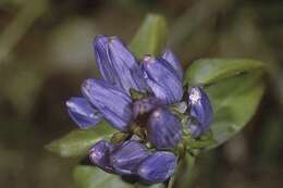 Image of closed bottle gentian