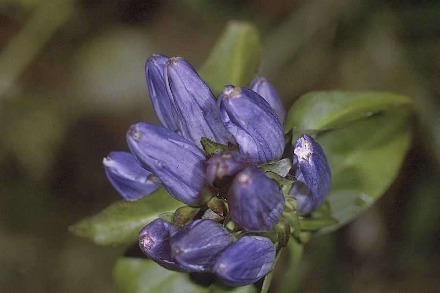 Image of closed bottle gentian