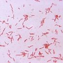 <i>Bacteroides clostridiforme</i> resmi