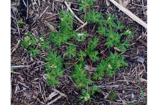 Image of Bicknell's cranesbill