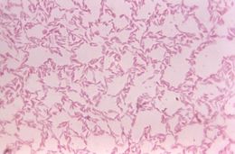 <i>Bacteroides biacutus</i> resmi