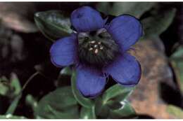 Image of Bog Gentian