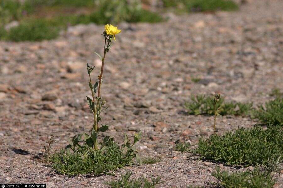 Geraea canescens Torr. & A. Gray的圖片