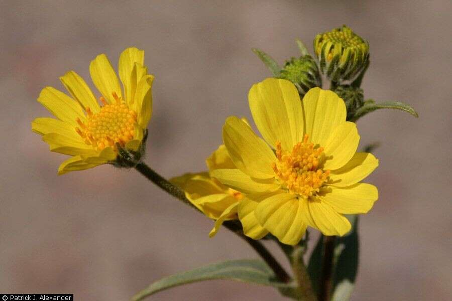 Geraea canescens Torr. & A. Gray的圖片