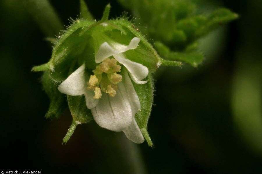 Image de Geranium carolinianum L.