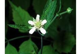 Image of white avens