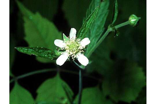 Imagem de Geum canadense Jacq.