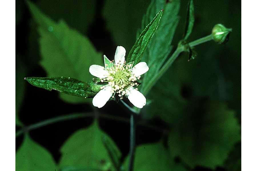 Image of white avens