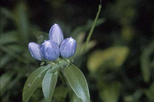 Image de Gentiana clausa Raf.