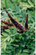 Image of desert false indigo