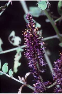 Image of desert false indigo