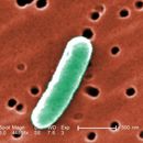 Image of E. coli