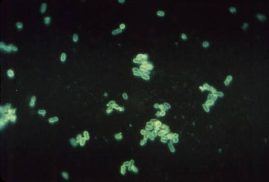 Image of Escherichia