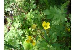 Image of Bigleaf Avens