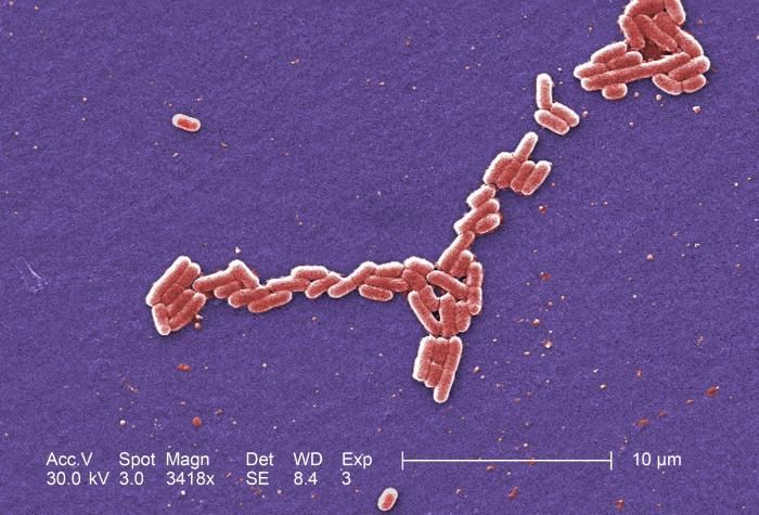 Image de Escherichia coli