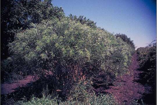 Imagem de Amorpha fruticosa L.