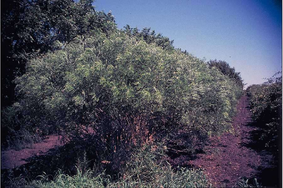 Image of desert false indigo