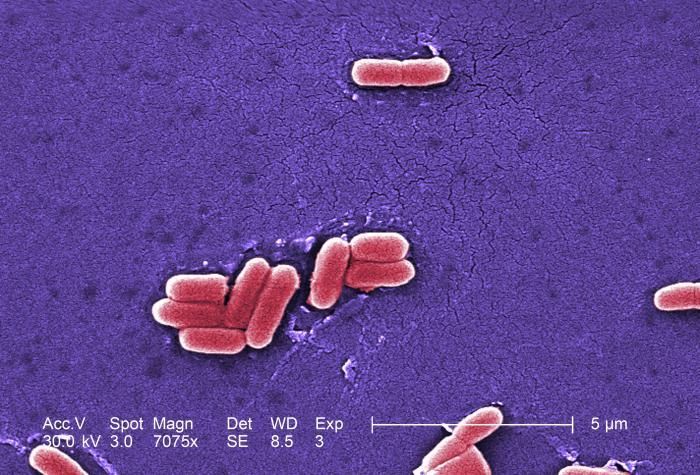 Image of Escherichia