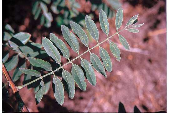 Image of desert false indigo