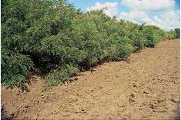 Image of desert false indigo