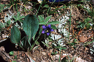 Image of Parry's gentian