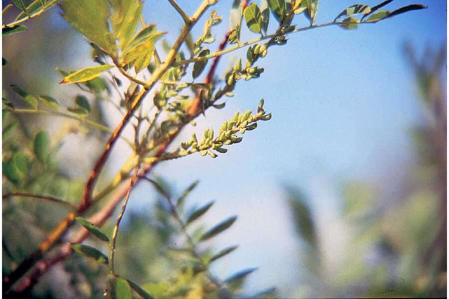 Image of desert false indigo