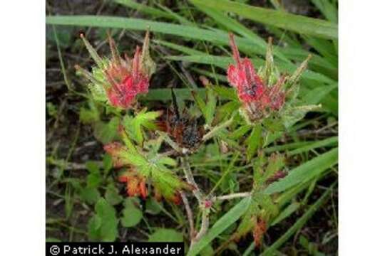 Image of Small-flowered Cranesbill