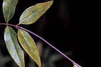 Image of Rankin's trumpetflower