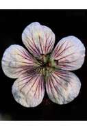 Image of Richardson's geranium