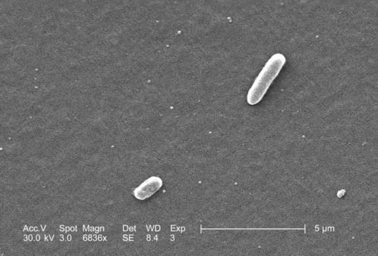 Escherichia resmi