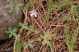 Image of Richardson's geranium