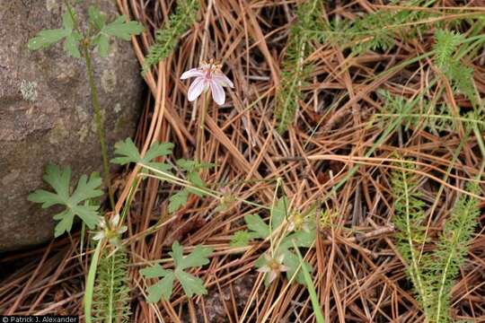 Imagem de Geranium richardsonii Fisch. & Trautv. ex Fisch., C. A. Mey. & Trautv.